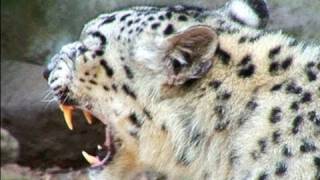 WORLD FIRST  Snow Leopard Lithotripsy [upl. by Adnomal429]