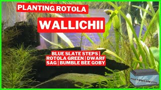 Planting Rotala Wallichii  3 Gallon Slate Staircase Aquascape  Planted Aquarium [upl. by Domenico]