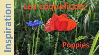 inspiration 2  les coquelicots [upl. by Tallie]