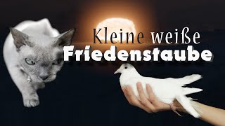 Kleine weiße Friedenstaube  Punkt [upl. by Muir]