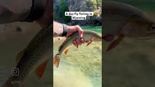 A day fly fishing Wyoming flyfishing wildfly Wyoming dryfly [upl. by Coppinger]