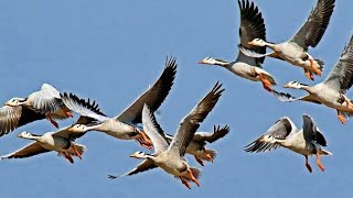 Migratory Bar headed Goose in India Team leader VT Ingole Video by Shirishkumar Patil [upl. by Ahcorb]