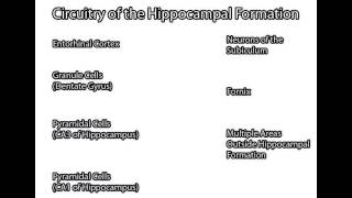 Hippocampal Formation [upl. by Dias382]