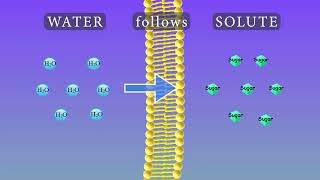 Osmosis Animation and Experiments [upl. by Ahsieken]