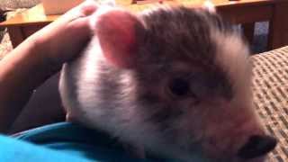 Pot belly baby mini pig gets on mommys lap [upl. by Jasmina]