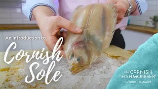 An introduction to Cornish Sole Megrim Sole [upl. by Ahsikram]