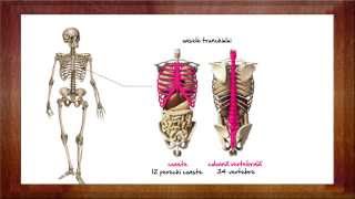 Biologie Sistemul osos  WinSchool [upl. by Lisbeth]