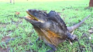 Frilled neck Lizard Chillagoe [upl. by Geier767]