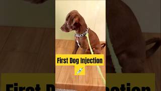 dog first injection💉dog doglover shortsfeed shortvideo shorts short viralvideo viralshort [upl. by Reizarf487]