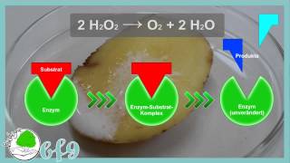 Enzyme  Enzymwirkung und Denaturierung von Katalase [upl. by Puritan959]