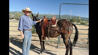 Custom Saddles for Mules  Introduction Video by Joseph Gee Saddlery [upl. by Aelc]