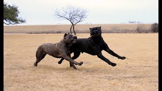 Cane Corso Double Suspension Gallop [upl. by Rhyne]