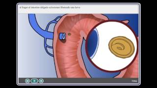 Ascaris Lumbricoides [upl. by Blainey]