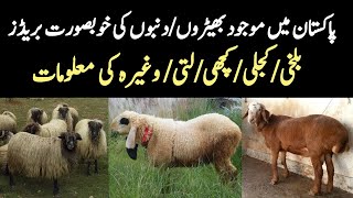 13 Beautiful Sheep and Dunba Breeds of Pakistan  Famous Sheep and Dumba Breeds  Livestock Farming [upl. by Ahsilam]