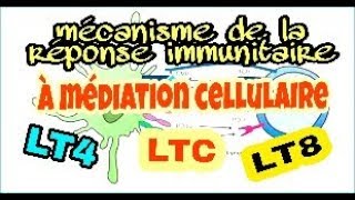 Le mécanisme de la réponse immunitaire spécifique à médiation cellulaire [upl. by Ytsirk132]