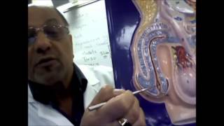 male reproductive system models and Histology [upl. by Mills470]