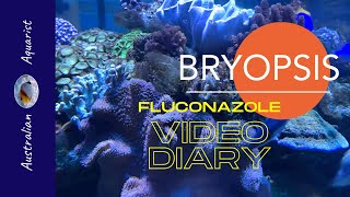 MASSIVE BRYOPSIS OUTBREAK  FLUCONAZOLE treatment at HALF STRENGTH  Reef Tank Video Diary [upl. by Alurd]