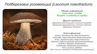 Подберезовик розовеющий Leccinum roseofractum [upl. by Rairb]