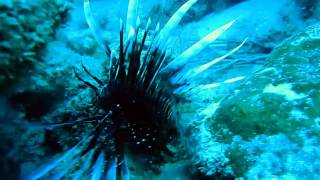 Shark Lionfish Eel ate Lionfish Scuba Diving Riviera Beach Florida [upl. by Amsa]