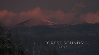 Forest sounds trailer [upl. by Reede750]