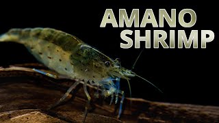 Species Spotlight  Amano Shrimp [upl. by Airamahs]