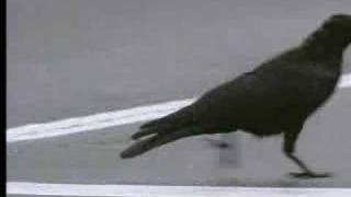 Wild crows inhabiting the city use it to their advantage  David Attenborough  BBC wildlife [upl. by Emiatej]