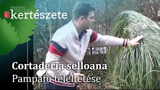 Cortaderia selloana  Pampafű teleltetésetéli gondozása [upl. by Duky]