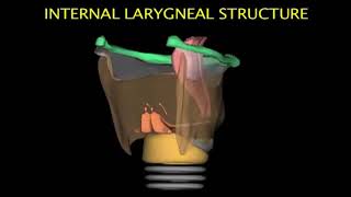 Larynx Animation [upl. by Zadoc]