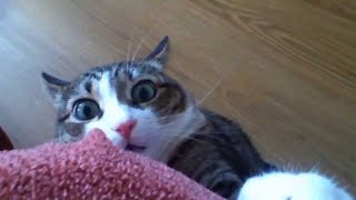 Funny Stalking Cat Video Compilation [upl. by Ahsatin]