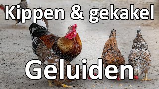 Kippen en kakel geluiden kip  ASMR kip geluiden  Gekakel van kippen Zwart scherm [upl. by Hildy175]