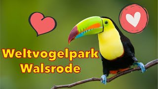 Weltvogelpark Walsrode [upl. by Lysander]