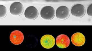 Sea urchin fertilization calcium wave [upl. by Surdna]