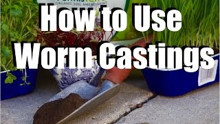 Using Worm Castings in Your Garden  What Why How  Feeding Your Garden 1 [upl. by Niltiac]