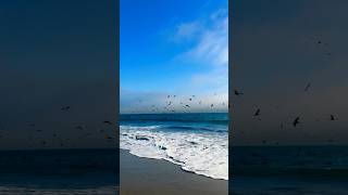 Cormorants in Action Diving for Fish at the Beach shorts [upl. by Carmen830]