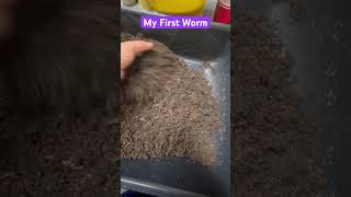 Harvest 1st bin video 1 Follow and subscribe to watch more communityharvest superfarm foryou [upl. by Pennie]