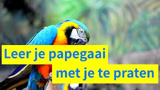 Papegaai training Leer je vogel met je te praten [upl. by Haliehs]