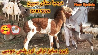 Dumba Mandi Saypan Peshawar Latest Update 27 July 2024 ll Zero Size Turky Or Balkhi Dumbay [upl. by Kliber168]