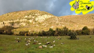 Les chèvres sous un joli arc en ciel et un beau jeu de lumière [upl. by Aleinad697]