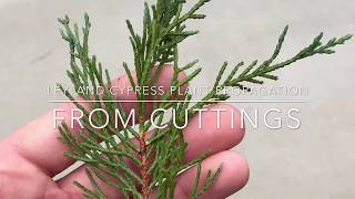 Leyland Cypress Plant Propagation From Cuttings [upl. by Adlog]