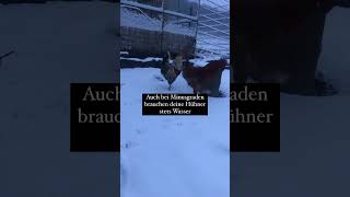 hühnerhaltung im Winter hühnerliebe glücklichehühner trendingshorts hühner chicken winter [upl. by Newg]