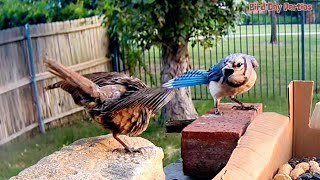 Cowbirds Deceptive Move Against Blue Jay [upl. by Pulling825]