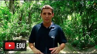 Educação Ambiental  Ecossistema e desequilíbrio ecológico [upl. by Kline931]