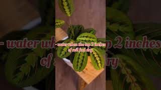 Prayer plant care guide shorts youtubeshorts indoorplants trending disco viral new careguide [upl. by Hendry]