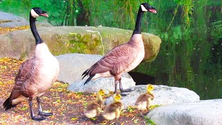 Canada Geese HISSING ANGRY at Poodle Protect Goslings [upl. by Busby]