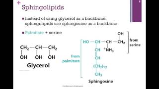 053Phospholipids amp Sterols [upl. by Bamford]