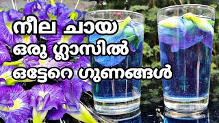 Blue tea നീല ചായ  healthy drink shankupushpam tea  ശങ്കുപുഷ്പം ചായ blue tea for good health trz0 [upl. by Sang644]