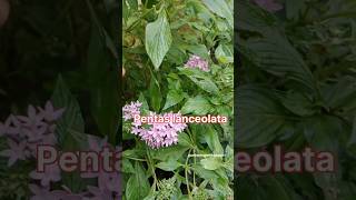 pentas lanceolata propagation shorts pentasseni garden propagation plants flowers shortfeed [upl. by Annora976]