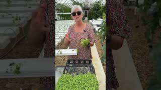 Planting Tatsoi HomegrownPassion garden hydroponics greenhouse [upl. by Eillod]