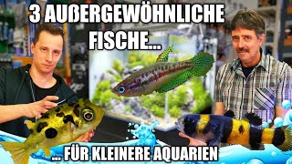 3 Außergewöhnliche Fische für kleinere Aquarien  Artenbecken [upl. by Ecal]