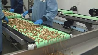 Hazelnut processing begins in Oregon [upl. by Meadows]